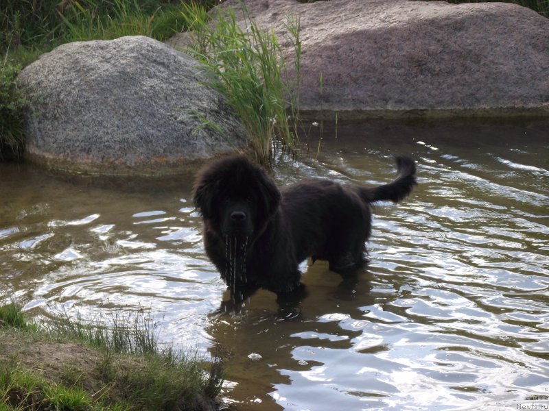 Фото: ньюфаундленд Белкондер-Клаб Киплинг, ньюфаундленд Белкондер-Клаб Киплинг