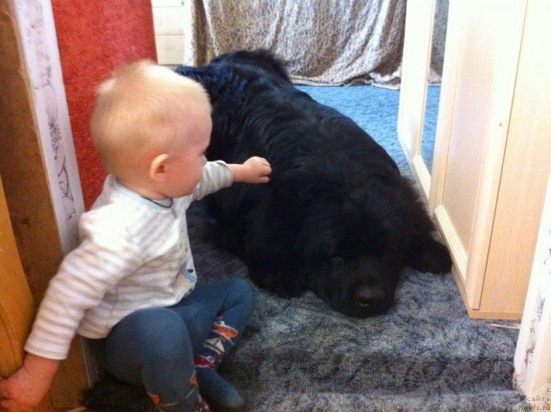 Фото: ньюфаундленд Аквиан Сонг Инсайд Ми Ворд