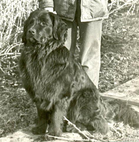 Фото: ньюфаундленд Юджи Грейс