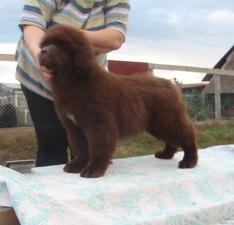 Фото: ньюфаундленд Кипер Соул Перфект Виктори