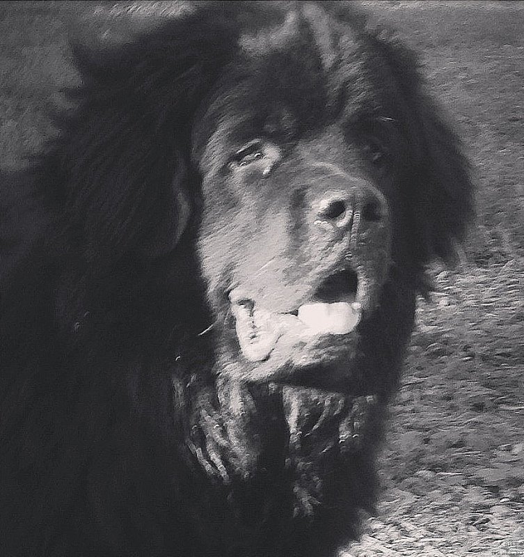 Фото: ньюфаундленд Чейз Каден Клеве Лед