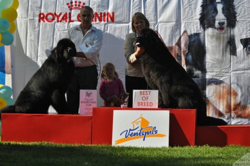 Фото: ньюфаундленд Звездный Дар Агасси (Zvezdnij Dar Agassi), ньюфаундленд Zara Clark Zvezdnij Dar