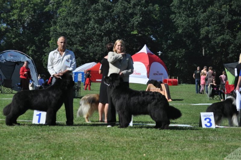Фото: ньюфаундленд Звездный Дар Агасси (Zvezdnij Dar Agassi), ньюфаундленд Kind Heart Midnight Bear