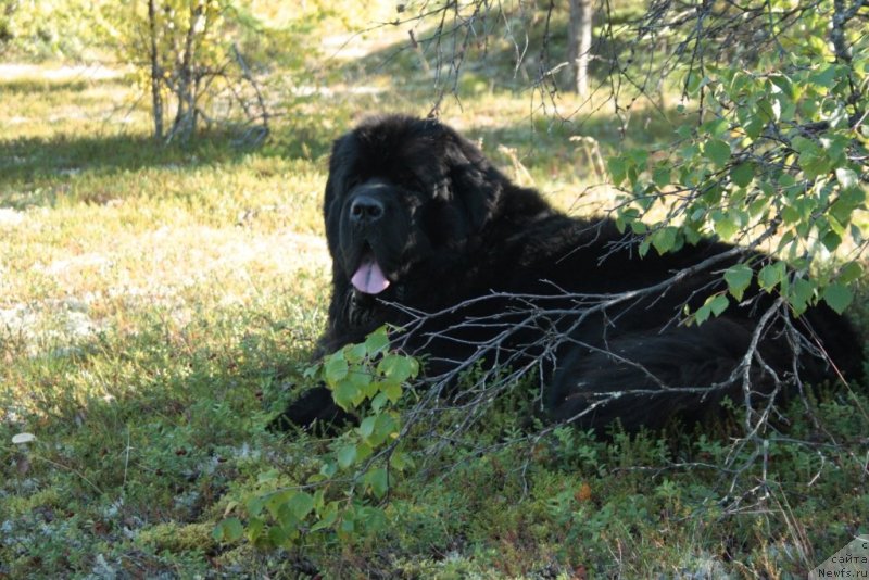 Фото: ньюфаундленд Бегущая по Волнам Зеро Коол