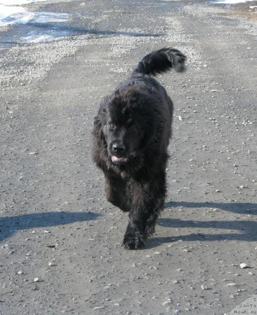 Фото: ньюфаундленд Жасмин Северный Каприз из Медвежьего Яра (Zhasmine Severny Caprice iz Medvejyego Yara)