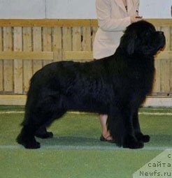 Фото: ньюфаундленд Qashiwas Casino Royal