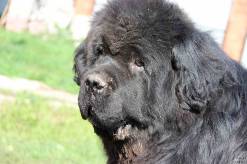 Фото: ньюфаундленд Баловень Судьбы