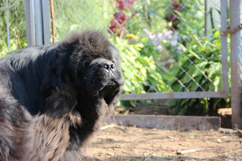 Фото: ньюфаундленд Баловень Судьбы