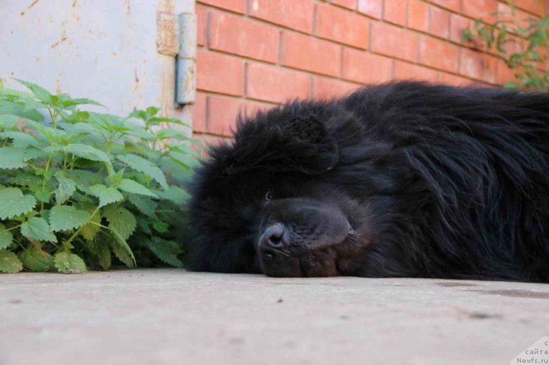 Фото: ньюфаундленд Ньюфорт Лунный Бархат