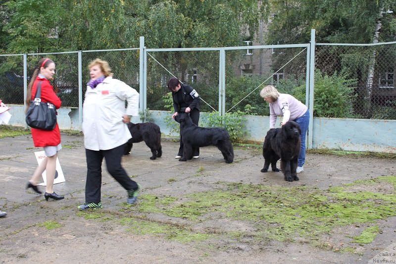 Фото: ньюфаундленд Императрица Семи Морей