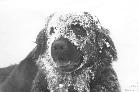 Фото: ньюфаундленд Маджи Викки