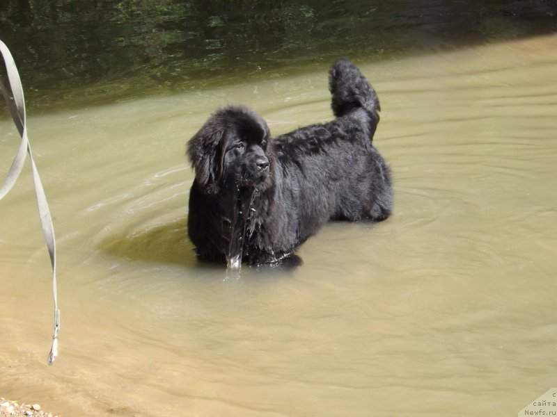 Фото: ньюфаундленд Сент Джонс Гвендолин Глориус Гарден