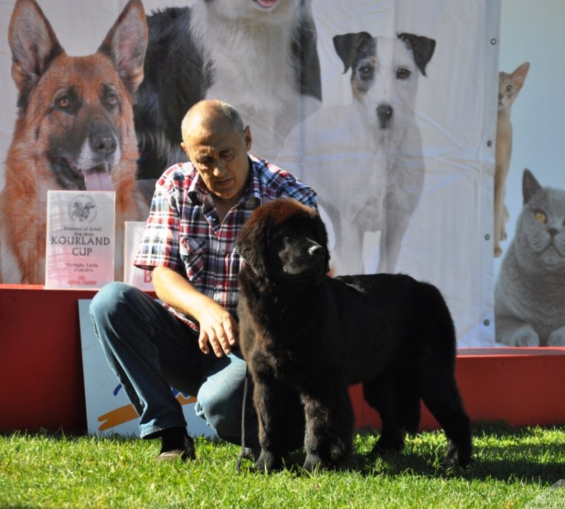 Фото: ньюфаундленд Чудо Чойс Звездного Дара с Берега Дона (Chudo Choice Zvezdnyj Dar s Berega Dona)