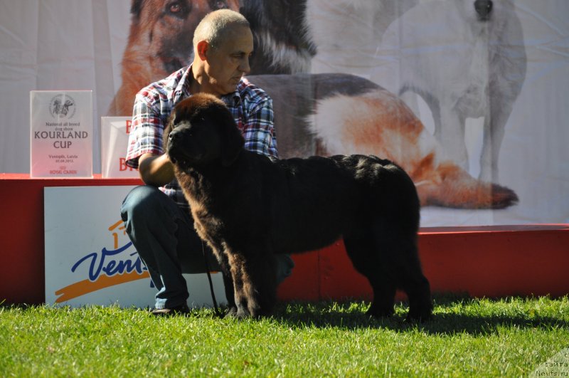 Фото: ньюфаундленд Чудо Чойс Звездного Дара с Берега Дона (Chudo Choice Zvezdnyj Dar s Berega Dona)