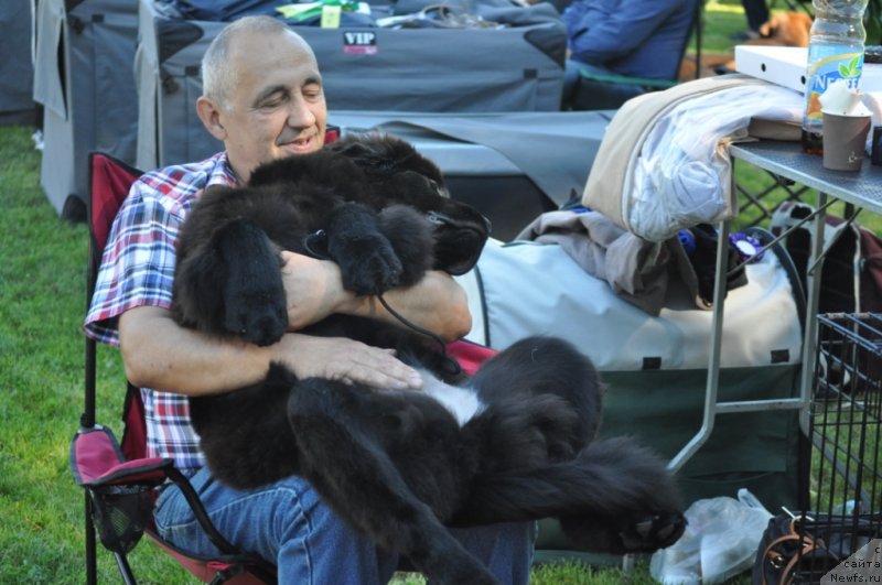 Фото: ньюфаундленд Чудо Чойс Звездного Дара с Берега Дона (Chudo Choice Zvezdnyj Dar s Berega Dona)