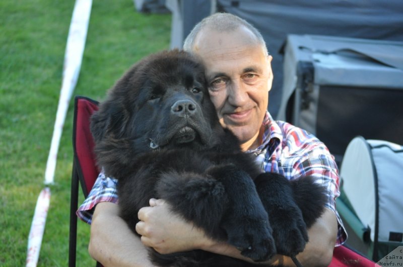 Фото: ньюфаундленд Чудо Чойс Звездного Дара с Берега Дона (Chudo Choice Zvezdnyj Dar s Berega Dona)