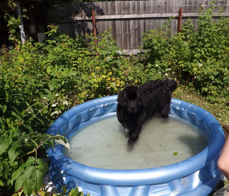 Фото: ньюфаундленд Сент Джонс Гвендолин Глориус Гарден