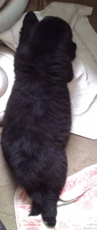 Фото: ньюфаундленд Сент Джонс Гвендолин Глориус Гарден