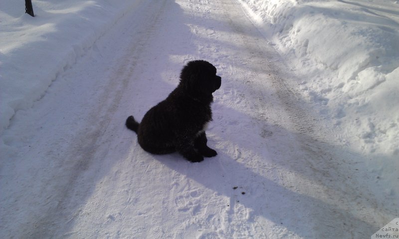 Фото: ньюфаундленд Сент Джонс Гвендолин Глориус Гарден