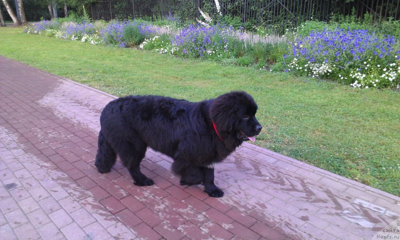 Фото: ньюфаундленд Сент Джонс Гвендолин Глориус Гарден