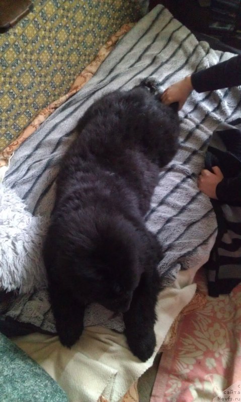 Фото: ньюфаундленд Сент Джонс Гвендолин Глориус Гарден