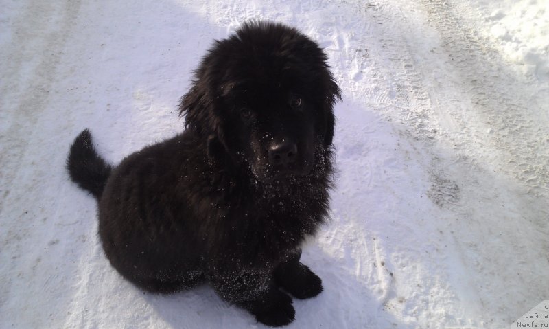 Фото: ньюфаундленд Сент Джонс Гвендолин Глориус Гарден