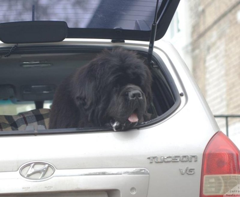 Фото: ньюфаундленд Ньюфорт Фидель (Njufort Fidel)