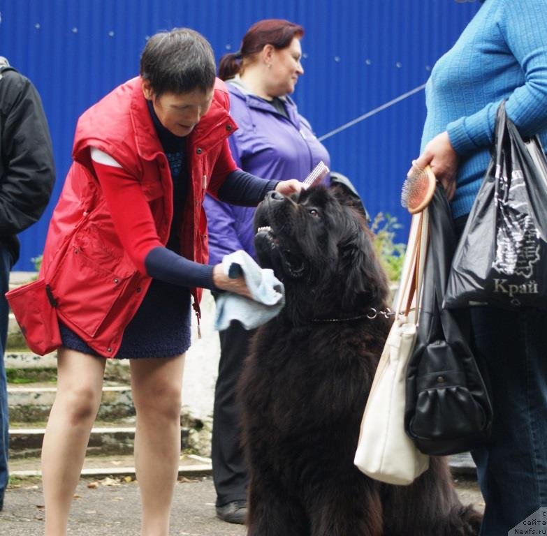 Фото: ньюфаундленд Ньюфорт Фидель (Njufort Fidel), Алевтина Батян
