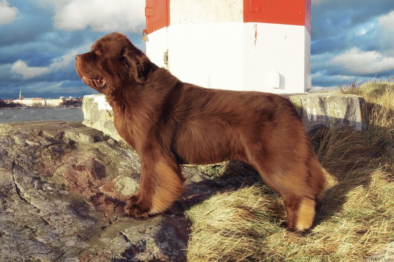 Фото: ньюфаундленд Aetna vom Riesrand