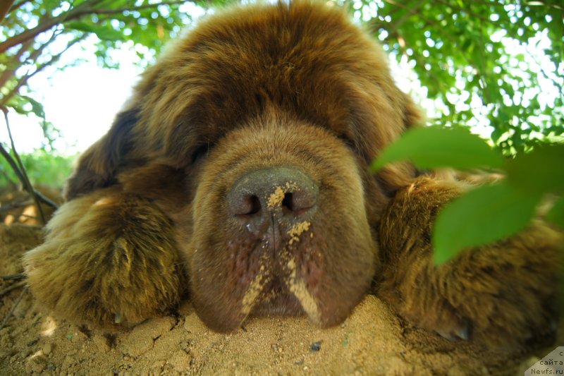 Фото: ньюфаундленд Aetna vom Riesrand