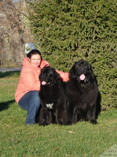 Фото: ньюфаундленд Блэк Диамонд Агидель от Потапа Увертюра, ньюфаундленд Омар Шериф