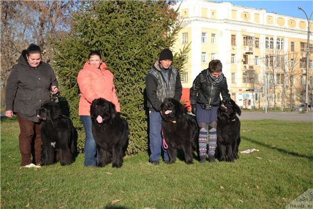 Фото: ньюфаундленд Блэк Диамонд Агидель от Потапа Увертюра, ньюфаундленд Омар Шериф, ньюфаундленд Акватория Келвин Урса Хай Спирит (Aquatoria Kelvin Ursa High Spirit), ньюфаундленд Отрада Ночи для Ньюфорт, Людмила Овсянникова, Екатерина Жиронкина