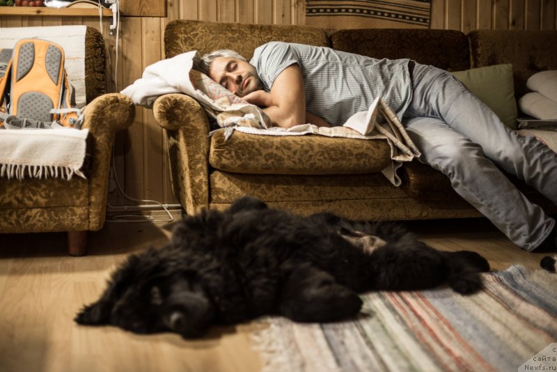 Фото: ньюфаундленд Смигар Ливерпульский Четвертак (Smigar Liverpulsiy Chetvertak)