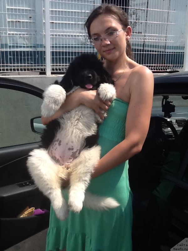 Фото: ньюфаундленд Аквиан Сонг Карамель