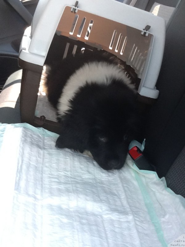 Фото: ньюфаундленд Аквиан Сонг Карамель