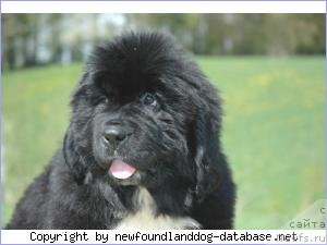 Фото: ньюфаундленд Fairweathers Miss Ellie