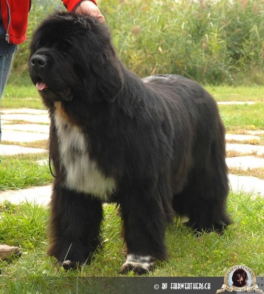 Фото: ньюфаундленд Fairweathers Miss Ellie