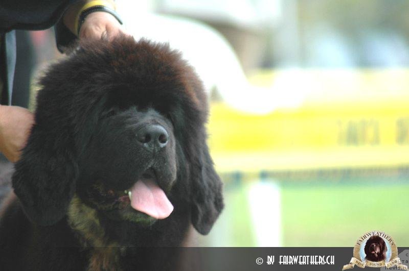 Фото: ньюфаундленд Fairweathers Miss Ellie