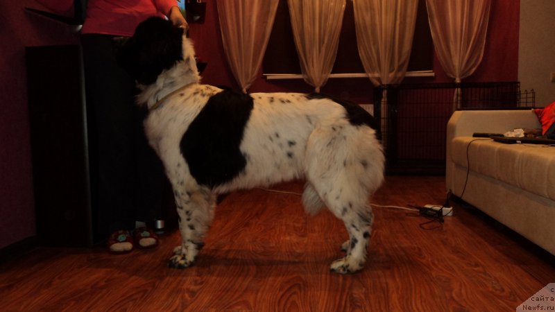 Фото: ньюфаундленд Сент Джонс Вива Виктория (Sent Djons Viva Viktoria)