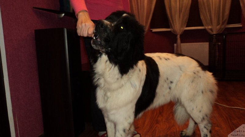 Фото: ньюфаундленд Сент Джонс Вива Виктория (Sent Djons Viva Viktoria)