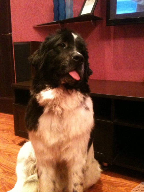 Фото: ньюфаундленд Сент Джонс Вива Виктория (Sent Djons Viva Viktoria)