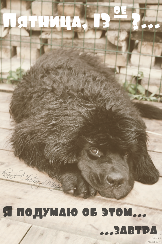 Фото: ньюфаундленд Черная Мафия Муст Хаве (Chernaya Mafia Must Have)