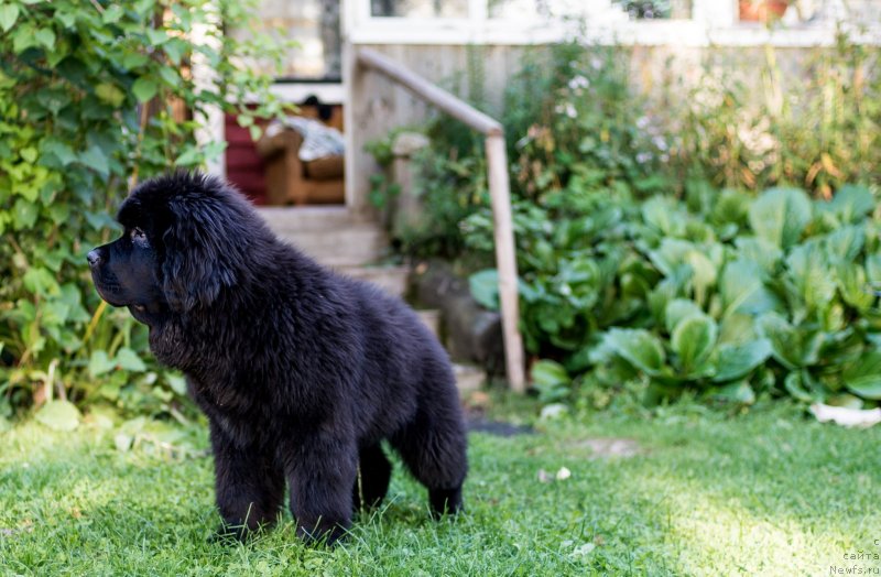 Фото: ньюфаундленд Смигар Ливерпульский Четвертак (Smigar Liverpulsiy Chetvertak)