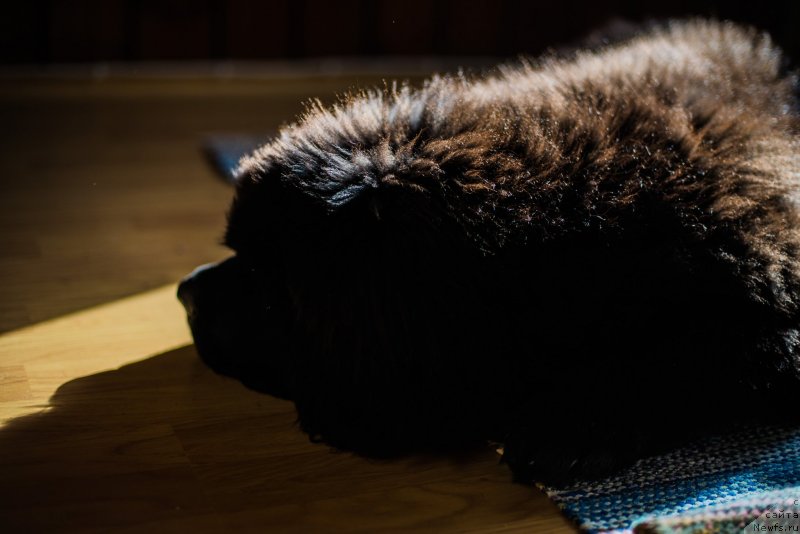 Фото: ньюфаундленд Смигар Ливерпульский Четвертак (Smigar Liverpulsiy Chetvertak)