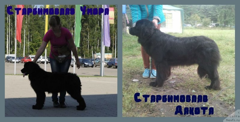 Фото: ньюфаундленд Старбимовлав Дакота, ньюфаундленд Старбимовлав Умора
