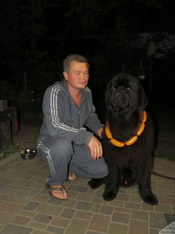 Фото: ньюфаундленд Счастливый Случай Кара Дениз (Schastlivyj Sluchay Kara Deniz)
