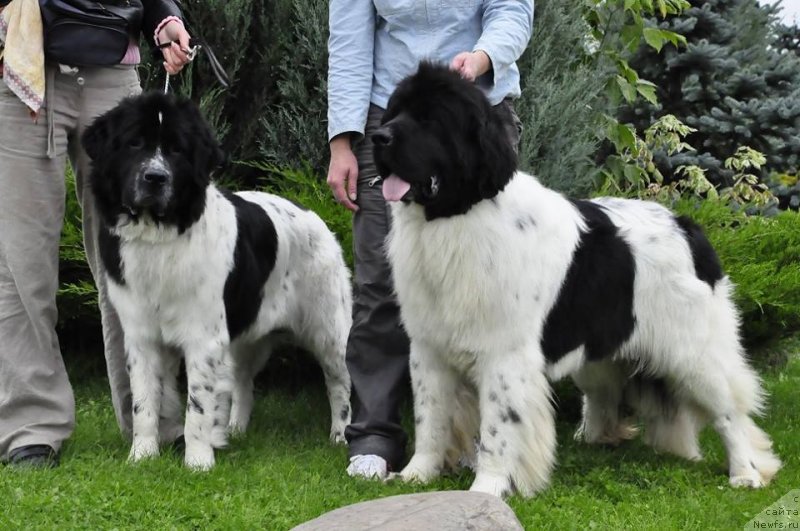 Фото: ньюфаундленд Сент Джонс Вива Виктория (Sent Djons Viva Viktoria), ньюфаундленд Callistos Blitzen