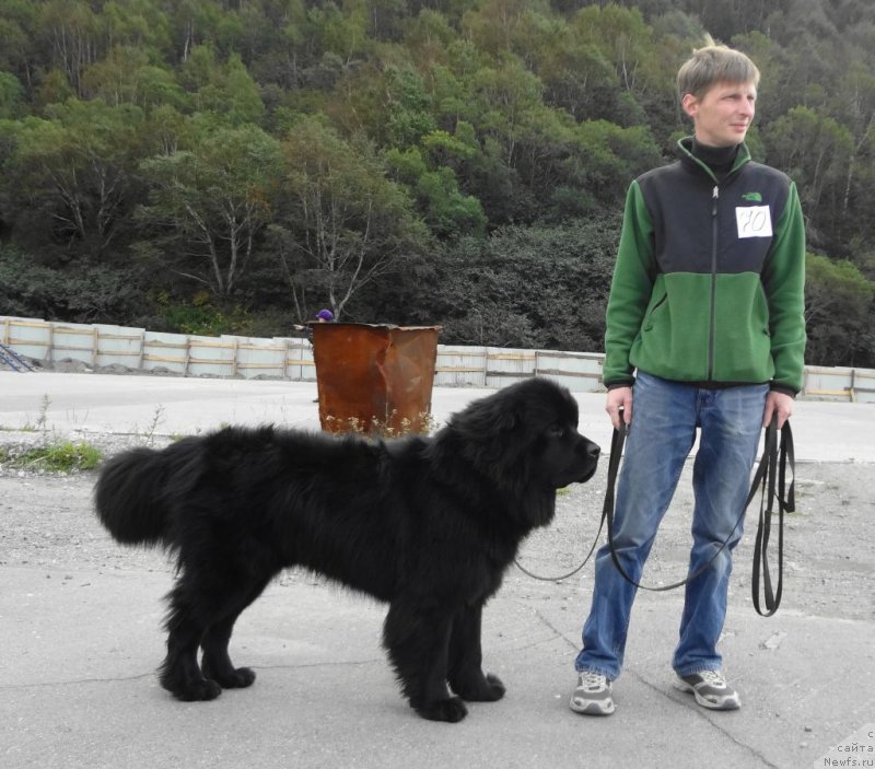 Фото: ньюфаундленд Би Перфект Аскер