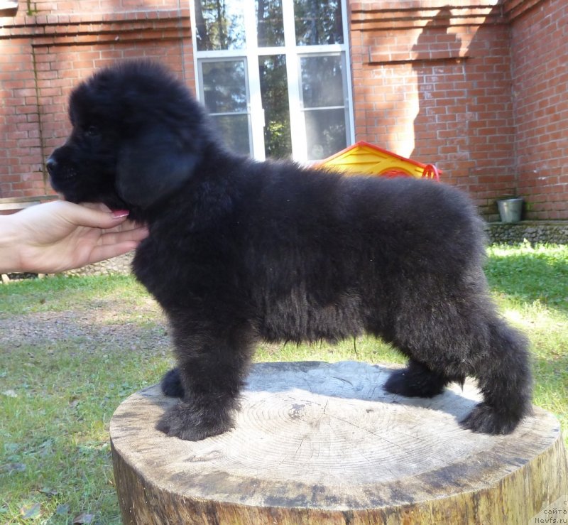 Фото: ньюфаундленд Супер Премиум Необыкновенный Наследник