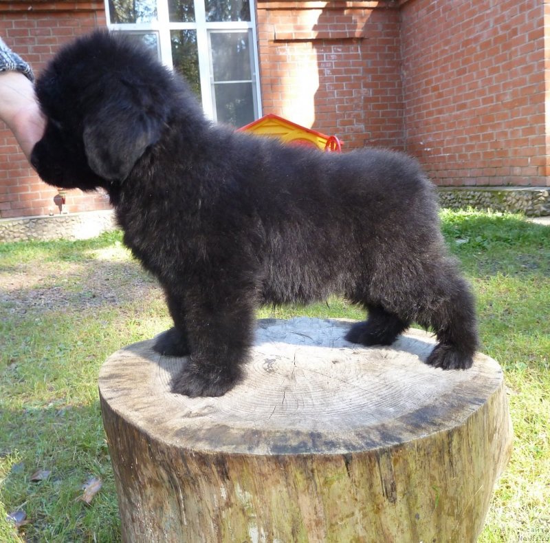 Фото: ньюфаундленд Супер Премиум Необыкновенный Наследник